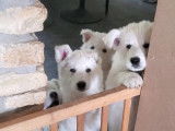 Chiots Berger Blanc Suisse à vendre
