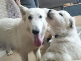 Chiots Berger Blanc Suisse à vendre