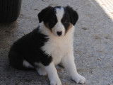Chiots Border Collie &agrave; vendre (3 femelles )