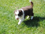 Chiots Border Collie &agrave; vendre (3 femelles )