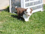 Chiots Border Collie &agrave; vendre (3 femelles )