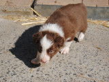 Chiots Border Collie &agrave; vendre (3 femelles )