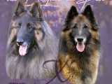 Chiots Tervueren LOF disponibles à la réservation
