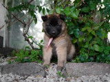 Chiots Tervueren LOF disponibles à la réservation