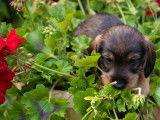 Chiots de race Teckel &agrave; vendre ( 2 m&acirc;les )