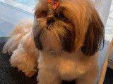 Recherche mâle Shih Tzu pour saillie