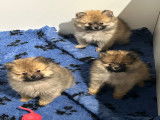 Chiots Loulous de Poméranie