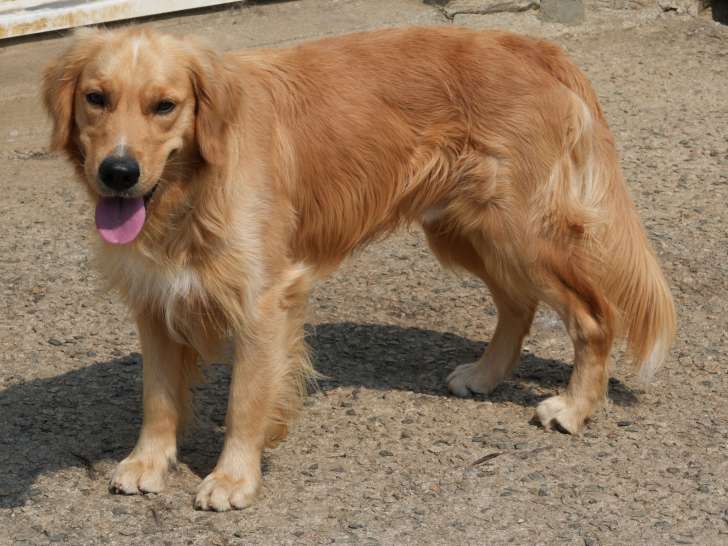 Chien adulte Golden Retriever LOF à vendre