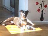 Sponky, mâle Amstaff LOF pour saillie