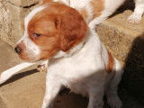 Chiots Épagneul Breton à vendre