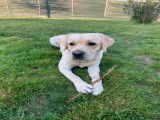 Recherche femelle Labrador pour saillie