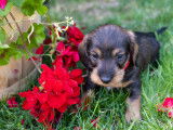 Chiots Teckel à poil dur à vendre