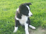 Chiot Border Collie LOF