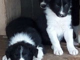 Chiot Border Collie LOF