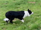 Chiot Border Collie LOF