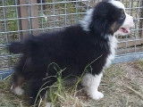 Chiots Berger Australien LOSH à vendre