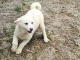 Chiots husky miniature ( pomsky )