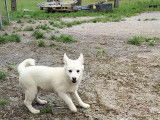 Chiots husky miniature ( pomsky )