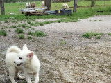 Chiots husky miniature ( pomsky )