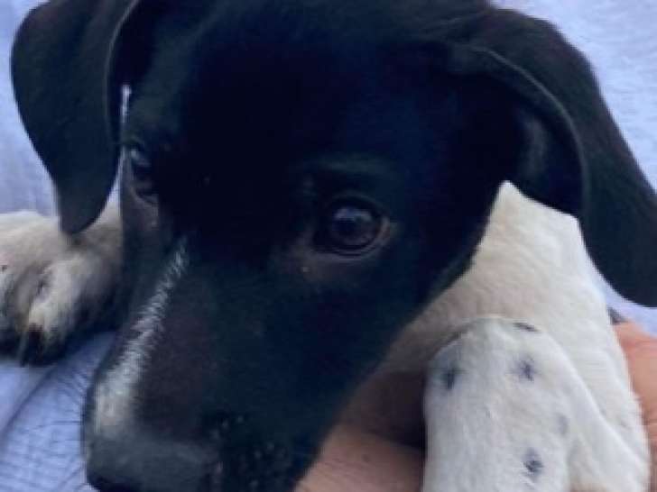 Scotty, chiot à adopter dans le 06