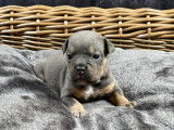 Chiots Bouledogue Anglais à vendre
