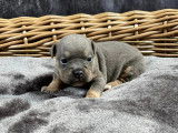 Chiots Bouledogue Anglais à vendre