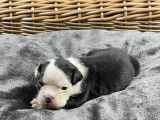 Chiots Bouledogue Anglais à vendre