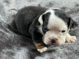 Chiots Bouledogue Anglais à vendre