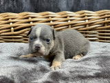 Chiots Bouledogue Anglais à vendre