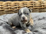 Chiots Bouledogue Anglais à vendre