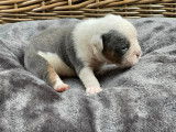 Chiots Bouledogue Anglais à vendre