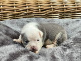 Chiots Bouledogue Anglais à vendre