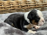 Chiots Bouledogue Anglais à vendre