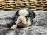 Chiots Bouledogue Anglais à vendre