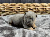 Chiots Bouledogue Anglais à vendre