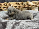 Chiots Bouledogue Anglais à vendre