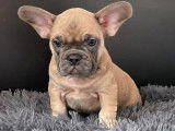 Chiot Bouledogue Français à vendre