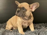 Chiot Bouledogue Français à vendre