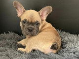 Chiot Bouledogue Français à vendre