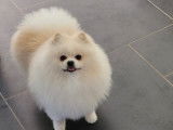Ragnar, mâle Spitz Nain, cherche femelle pour saillie
