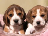 2 chiots mâles Beagles tricolores à la vente (LOF)