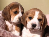 2 chiots mâles Beagles tricolores à la vente (LOF)