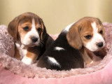 2 chiots mâles Beagles tricolores à la vente (LOF)