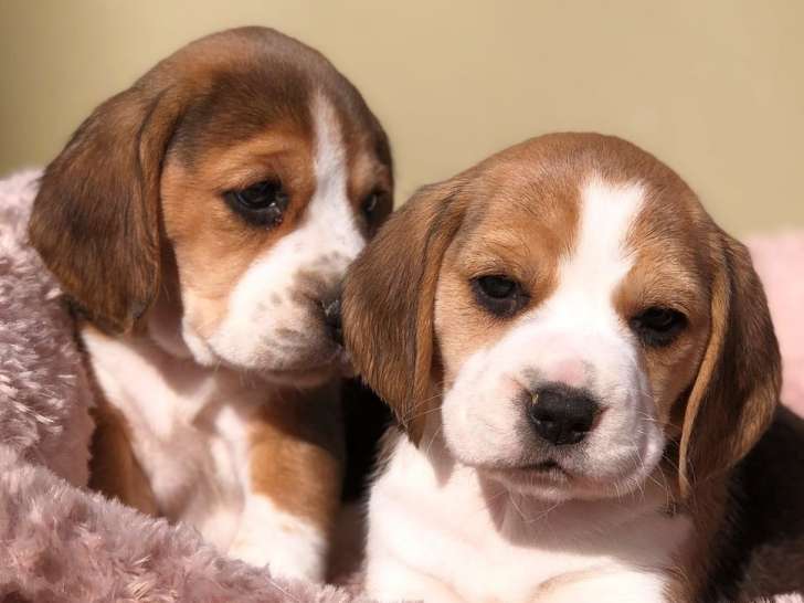 Disponibles à la réservation 6 chiots Beagles tricolores LOF