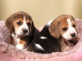 Disponibles à la réservation 6 chiots Beagles tricolores LOF