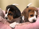 Disponibles à la réservation 6 chiots Beagles tricolores LOF
