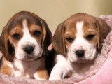 Disponibles à la réservation 6 chiots Beagles tricolores LOF
