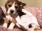 Disponibles à la réservation 6 chiots Beagles tricolores LOF