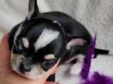 Un chiot mâle Chihuahua LOF tricolores à la réservation