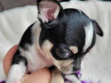 Un chiot mâle Chihuahua LOF tricolores à la réservation